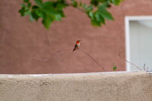 20200805HummingBirds030.jpg